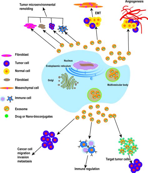 The Roles Of Exosomes In Cancer Tumor Cell Derived Exosomes Play A