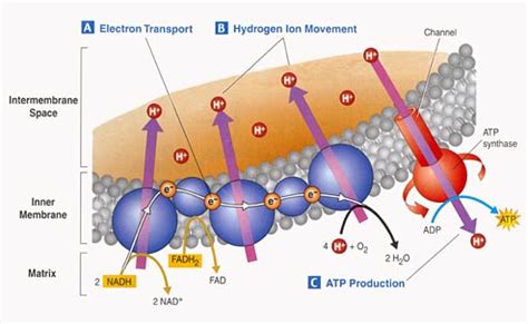 Outer Mitochondrial Membrane | Overview & Function - Lesson | Study.com