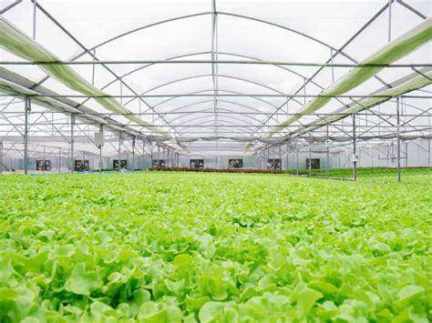 Sustainable Greenhouse Farming: The Future of Agriculture