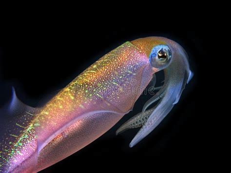 Squid On Black Background Stock Photo Image Of Wildlife