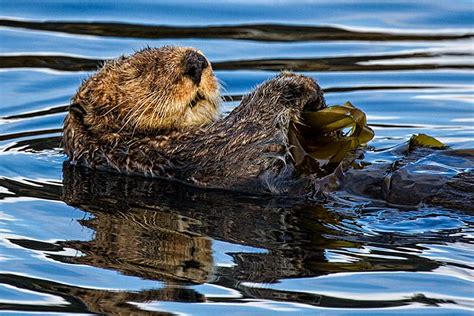 Explore Kodiak Island | Kodiak, Alaska | Galley Gourmet