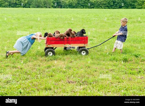 Kids pulling puppies in a wagon Stock Photo - Alamy