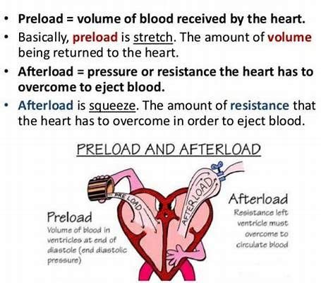 This is an example of preload and afterload #heart #hearthealth ...