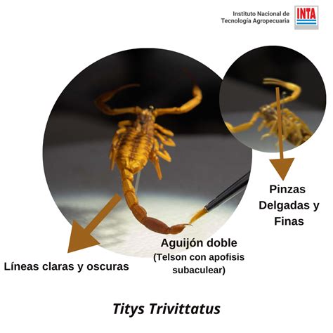 Temporada De Alacranes Recomendaciones Para Prevenir Picaduras FM Ella