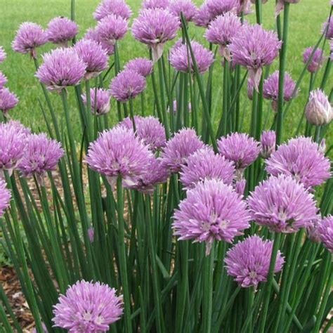 Ciboulette Allium Schoenoprasum Plant D Aromatique