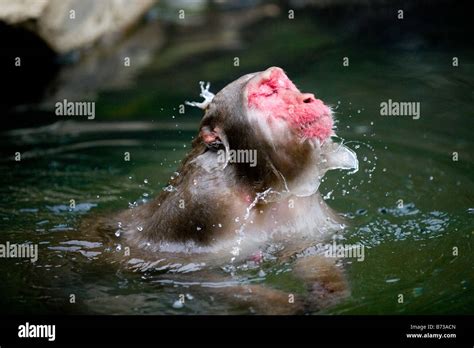 A Japanese Macaque Monkey Bathing A Hot Spring In The Jigokudani Monkey Park In Nagano Japan