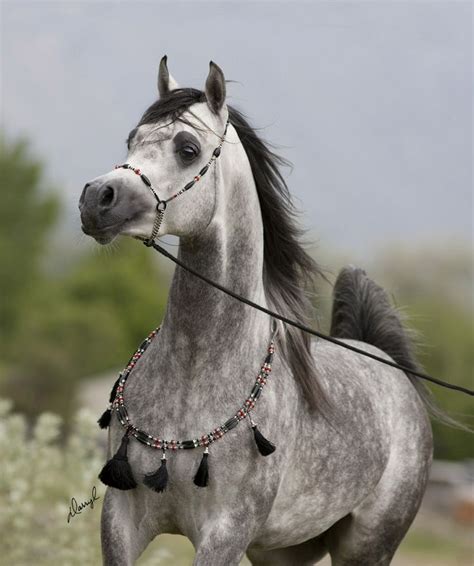 37 Best Images About Most Beautiful Arabian Horses On Pinterest