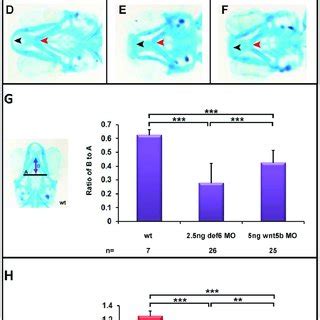 A And B Lateral Views Of Embryos Of The Indicated Genotypes At Late