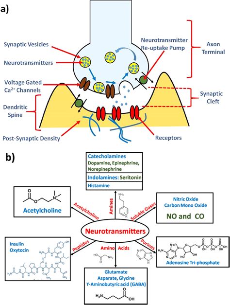 A Schematic Illustration Of Neurotransmitter Release Across A Synaptic Download Scientific