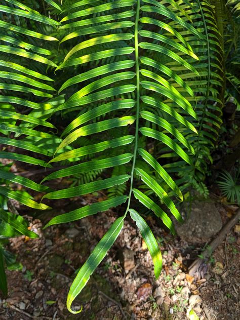 Angiopteris evecta | Ferns and Lycophytes of the World