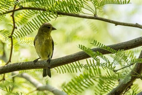 Lesser Goldfinch From Camelback East Village Phoenix AZ USA On May