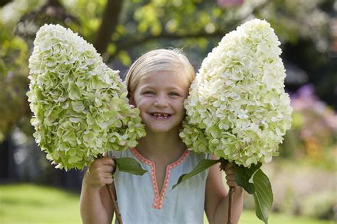 ГОРТЕНЗИИ: Hydrangea paniculata HERCULES-Гортензия метельчатая Геркулес