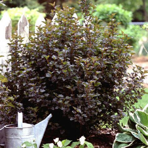 Summer Wine Ninebark Shrub Pruning Guide Uk