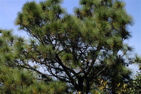 Pinus oocarpa (Pinaceae) image 66228 at PhytoImages.siu.edu