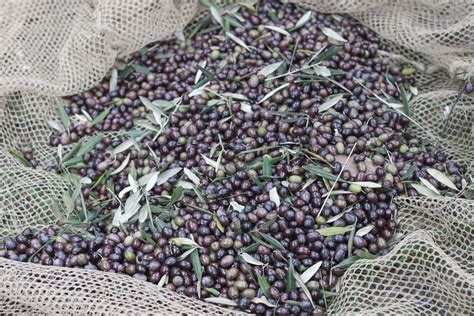 Olive Harvest in Tuscany 2024 - Rove.me