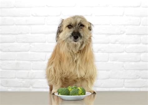 Can Dogs Eat Broccoli? 6 Health Benefits for Your Fido – Top Dog Tips