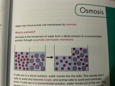 Chapter 1 Osmosis And Active Transport Flashcards Quizlet