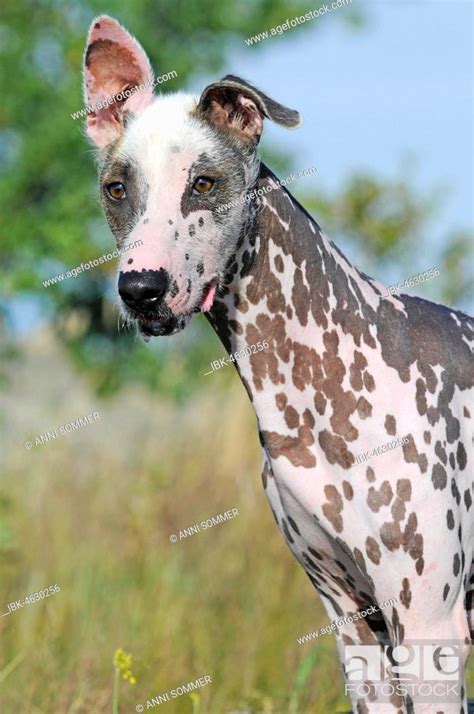 Peruvian naked dog Perro sin pelo del Perú dog Stock Photo Picture