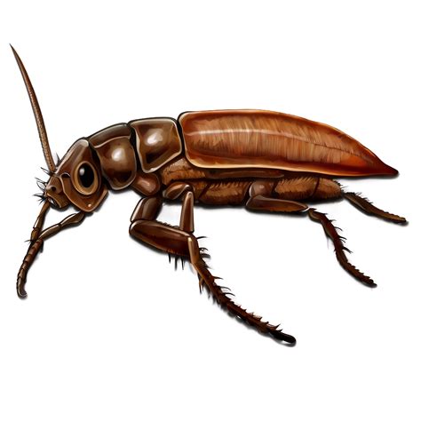 Roach Illustration Png 05242024 Png Image