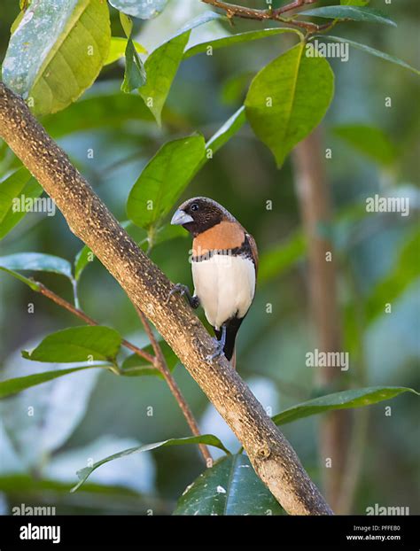 Male Mannikin Hi Res Stock Photography And Images Alamy