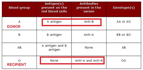 Solved Explain What Will Happen If A Person With Type O Positive