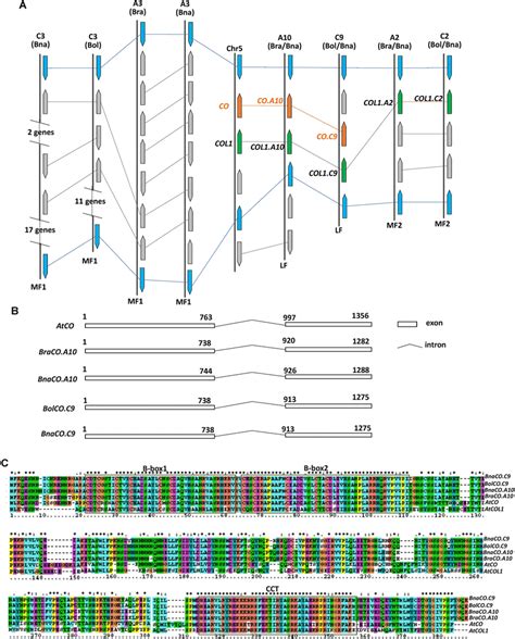 Collinearity Gene Structure And Amino Acid Comparison Of Homologous Co