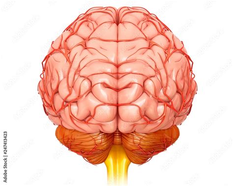 Human brain and arteries, illustration Stock Photo | Adobe Stock