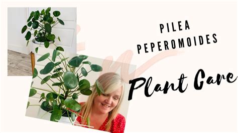 Pilea Peperomioides Plant Care Tips How To Care For Chinese Money