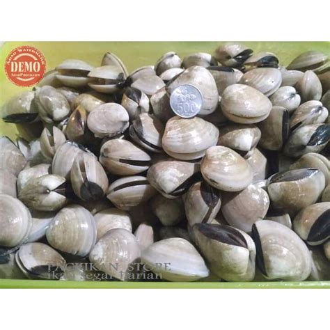 Jual Kerang Tahu Hidup Kerang Segar Seafood Fresh GARANSI SEGAR