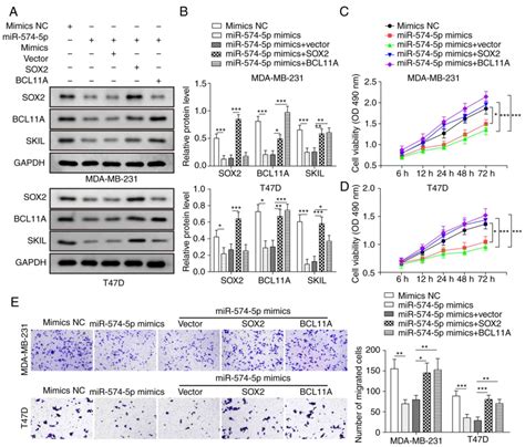 Mir P Attenuates Proliferation Migration And Emt In Triple