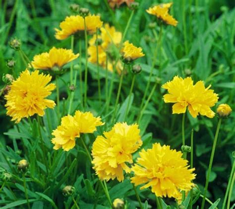 Flor Amarilla U Hojas Doradas Plantas Que Iluminan Con Su Presencia