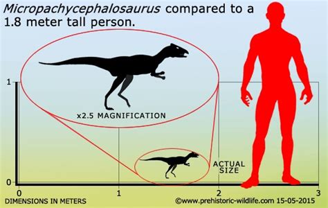 Micropachycephalosaurus Micropachycephalosaurus Meaning Little Thick Headed Lizard Is A