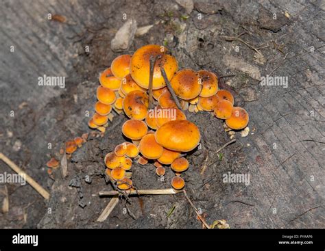 Orange fungi on fallen tree In autumn Stock Photo - Alamy