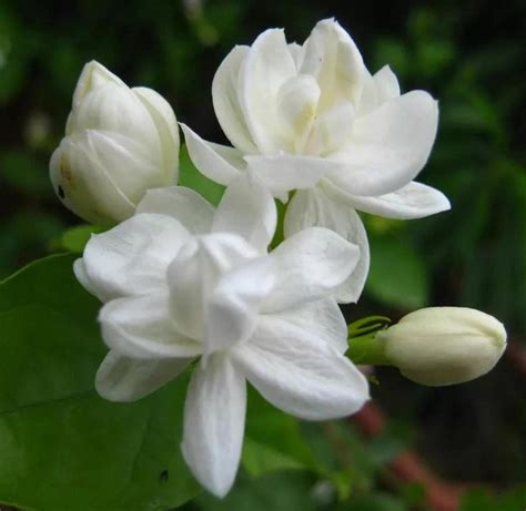 Jasmine Climbing Plant Seeds White Fragrant – Dharaseeds