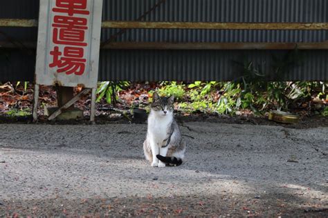 武州工業株式会社 on Twitter 乗り切らなかった写真も追加します ネコちゃんとってもかわいい 奥多摩 企業公式