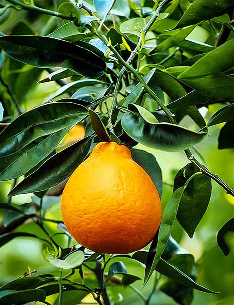 Minneola Tangelo Tree For Sale Online | The Tree Center™