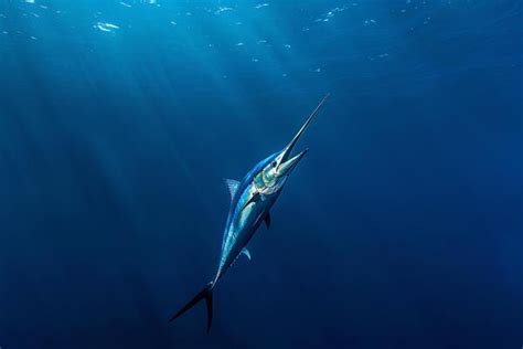 Blue Marlin Conservation Stock Photos, Images and Backgrounds for Free Download