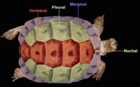 Turtle Anatomy Flashcards | Quizlet