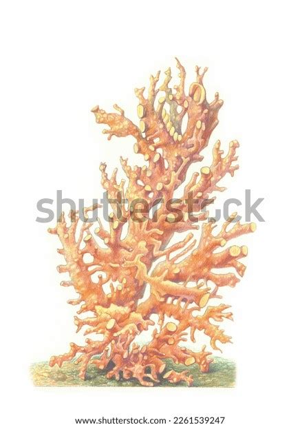 Realistic Color Scientific Illustration Hydrocorals Allopora Stock