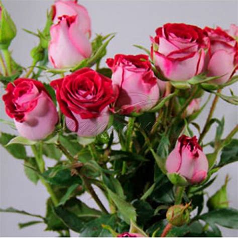 Rubi Star Spray Руби Стар Спрей,купить саженцы миниатюрных роз - RoseGrad