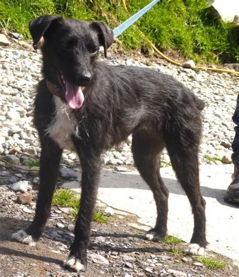 Suzy 3 Year Old Female Patterdale Terrier Cross Whippet Available For