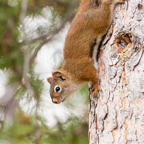 Curious Cute American Red Squirrel Climbing Tree Photograph By Stephan