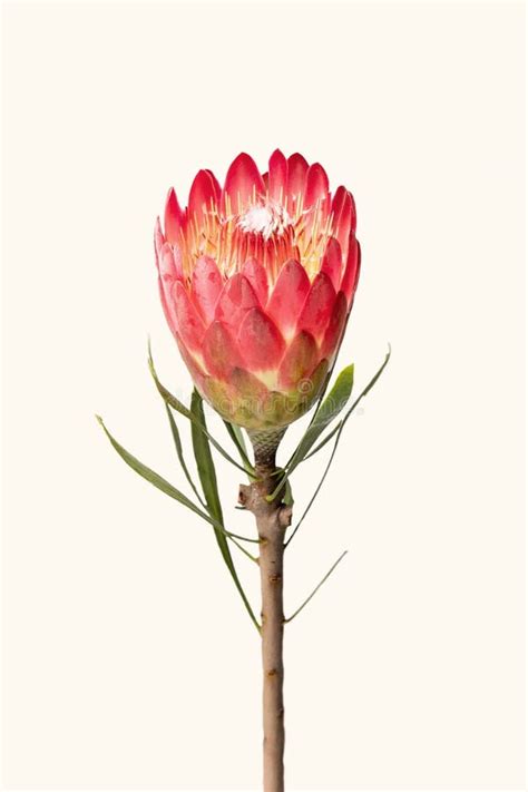 Close Up Of A Protea Flower Isolated On White Background Stock Photo