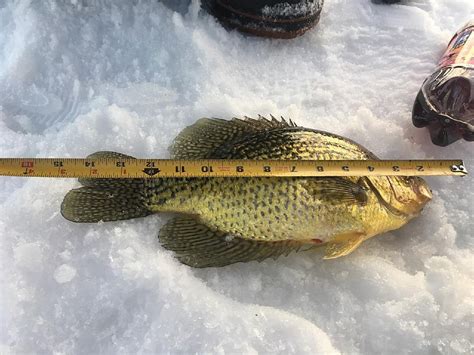 Central MN Ice Fishing in March: What a Difference a Year Makes