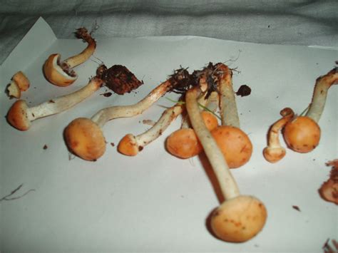 San Francisco Woodchip Mushrooms Id Help Mushroom Hunting And