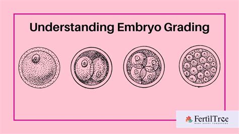 What Is Embryo Grading Day 3 Day 5 Success Rates Fertiltree