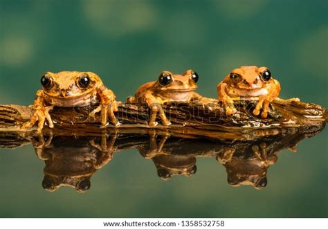 Three Peacock Tree Frogs Leptopelis Vermiculatus Stock Photo