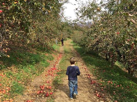 8 Pick Your Own Apple Orchards Within 2 Hours Of Charlotte Axios