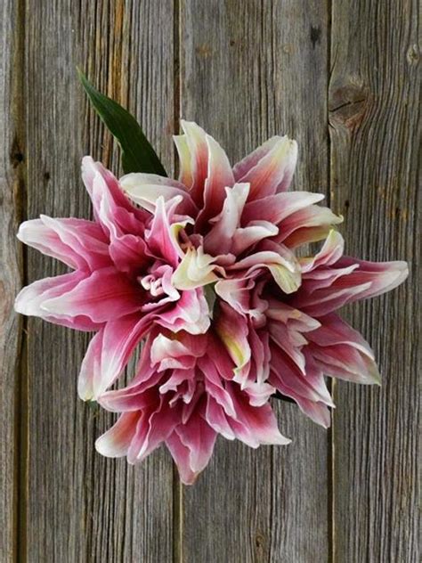 Wholesale Double Bloom Rose Lily Bicolor Whitepink Oriental Lilies