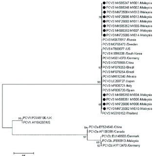 Phylogenetic Analysis Of Complete Genome Sequences Of Pcv Pcv And